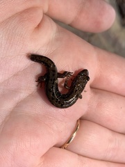 Desmognathus ochrophaeus