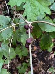 Disholcaspis globosa