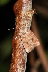 Anathix puta