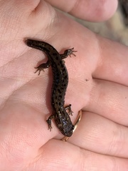 Desmognathus ochrophaeus
