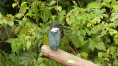 Chloroceryle amazona