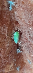 Hamana