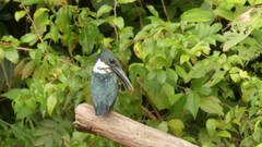 Chloroceryle amazona