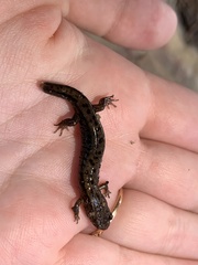 Desmognathus ochrophaeus