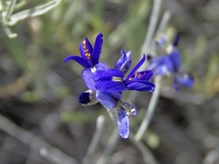 Psorothamnus scoparius