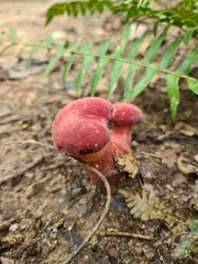 Hortiboletus rubellus