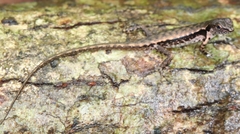 Sphenomorphus celebensis