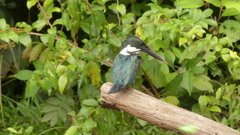 Chloroceryle amazona