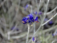 Psorothamnus scoparius