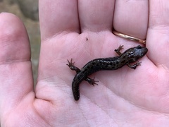 Desmognathus ochrophaeus