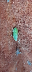Hamana