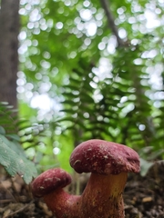 Hortiboletus rubellus
