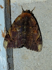 Catocala carissima