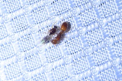 Solenopsis amblychila