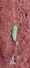 Hamana