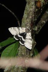 Catocala relicta
