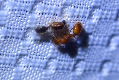 Solenopsis amblychila
