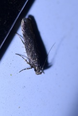 Gelechiini