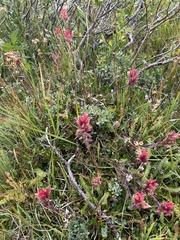 Castilleja peirsonii