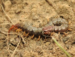 Scolopendridae