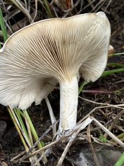 Clitopilus