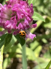 Hippodamia parenthesis