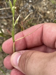 Lolium multiflorum