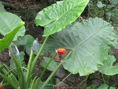Alocasia