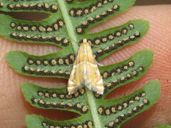Acentropinae