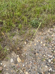 Lolium multiflorum