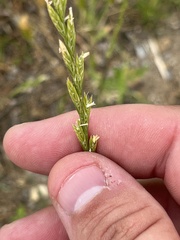 Lolium multiflorum