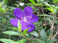 Melastomeae