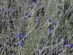 Psorothamnus scoparius