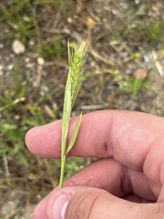 Hordeum