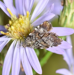 Choreutis