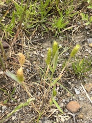 Hordeum