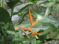 Heliconia psittacorum
