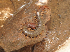 Scolopendridae