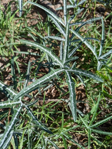 Image of Cucurbita digitata by (c) Rachel Stringham, some rights reserved (CC BY)