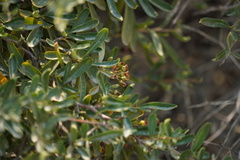 Ceanothus cordulatus