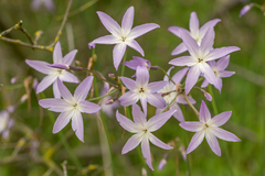 Leucocoryne ixioides