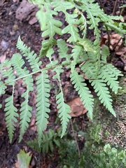 Deparia acrostichoides