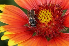 Megachile montivaga