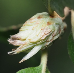 Andricus quercusfoliatus