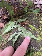 Deparia acrostichoides