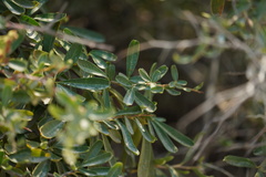 Ceanothus cordulatus