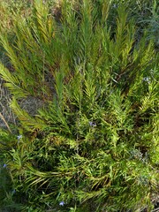 Stypandra glauca