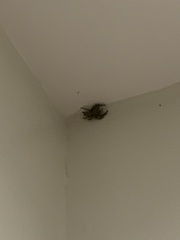 Pseudeuophrys lanigera