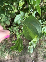 Smilax herbacea