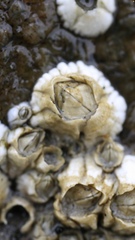 Semibalanus balanoides